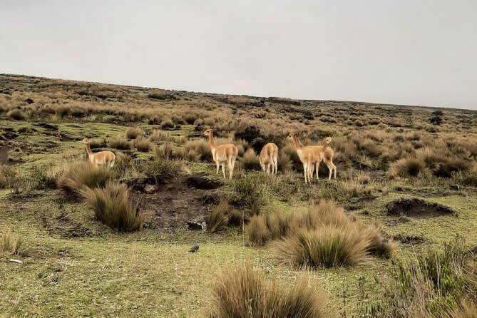 Full Day Chimborazo Volcano & Balbanera's Church From Guayaquil - Itinerary Breakdown