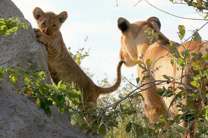 Full Day Chobe Game Drive, Guided Tour of Falls & 15 Mins Helicopter Flight - Key Points