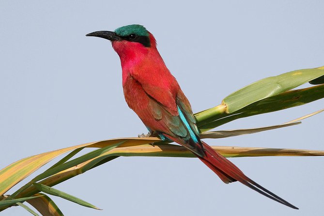 Full Day Chobe Game Drive, Guided Tour of Falls & 15 Mins Helicopter Flight - Participant Requirements