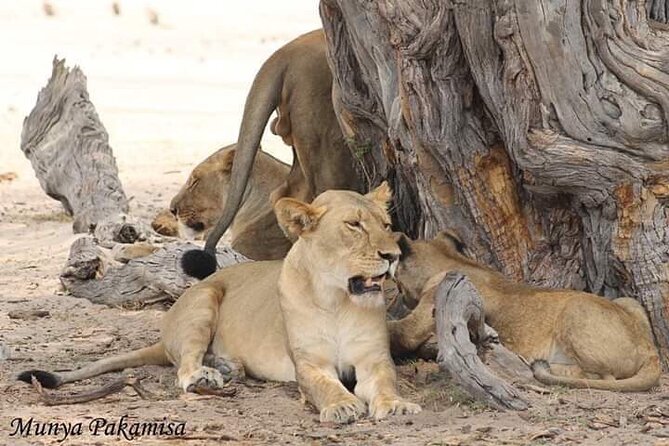 Full Day Chobe Game Drive, Guided Tour of Falls & 15 Mins Helicopter Flight - Pricing and Cancellation