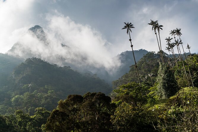 Full Day Climbing the Cocora Valley With Lunch - Cloud Forest and Wax Palms