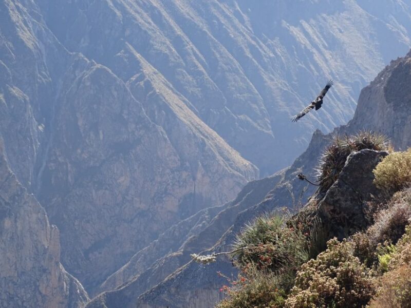 Full-Day Colca Canyon Tour From Arequipa - Recommendations and Considerations