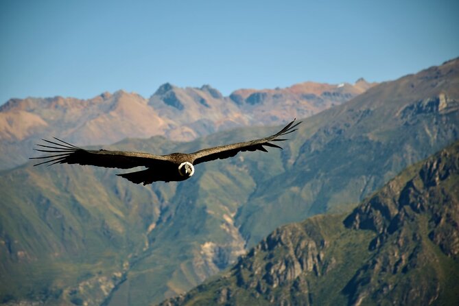 Full Day Colca Canyon With Entrances From Arequipa - Itinerary and Tour Highlights