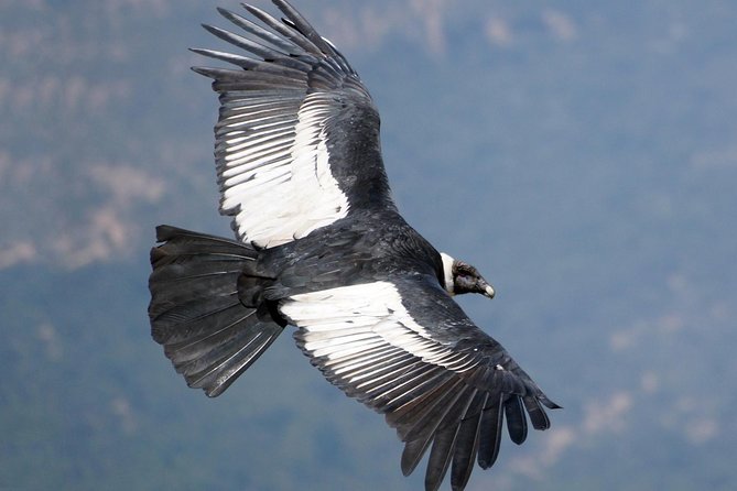 Full Day Condor Viewpoint & Inca Sites Tour - Private Service - Key Points