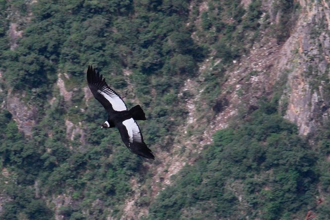 Full Day Condor Viewpoint & Inca Sites Tour - Private Service - Meeting and Pickup