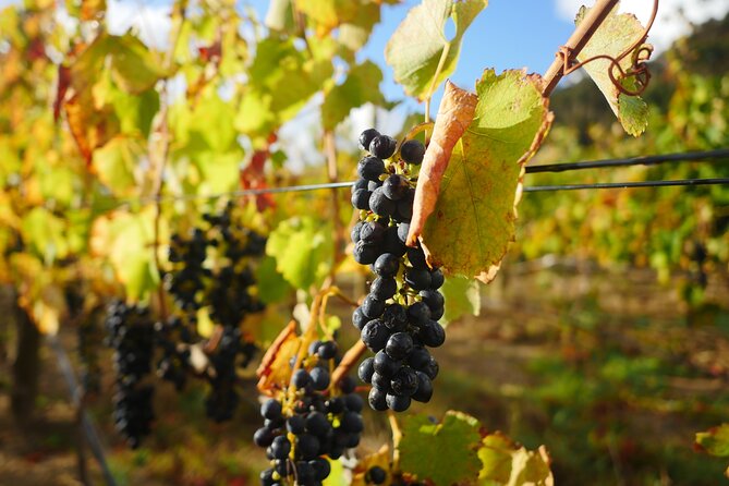 Full-Day Constantia Wine Tour From Cape Town - Constantia Wine Region