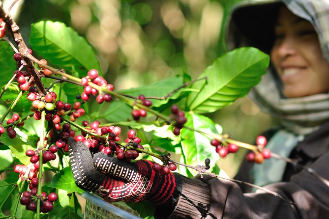 Full Day Crossing the Bolaven Plateau - Included and Excluded