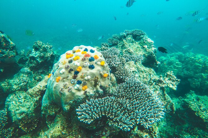 Full-Day Cruise of Koh Nang Yuan and Koh Tao From Koh Samui - Health and Safety Considerations