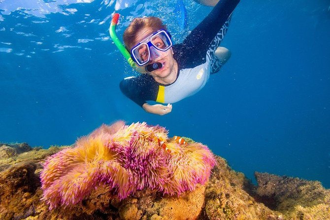 Full-Day Cruise Tour to Frankland Islands Great Barrier Reef - Snorkeling Safari Tour
