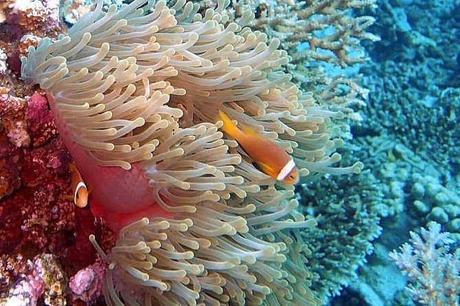 Full-Day Culebra and Flamenco Beach Snorkel Tour From San Juan - Tour Conditions and Requirements