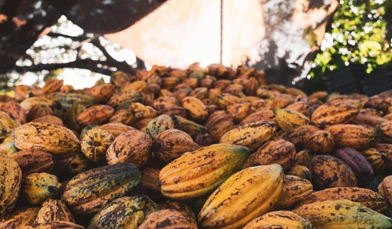 Full-Day Cusco: Chocolate Tour in Huayopata - Activities and Highlights
