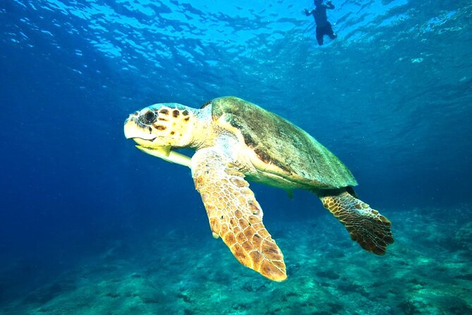 Full Day Dalyan (Turtle Beach) From Bodrum - Itinerary Highlights