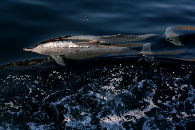 Full Day Dhow Cruise of the Fjords of Musandam - Buffet Lunch and Refreshments