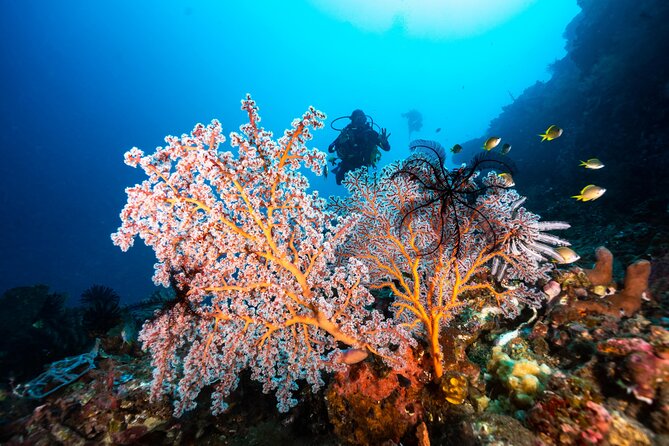 Full-Day Discover Scuba Diving Tour for Beginners in Tulamben - Schedule and Availability