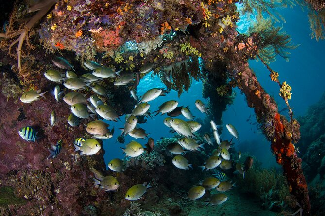Full-Day Discover Scuba Diving Tour for Beginners in Tulamben - Accessibility and Restrictions