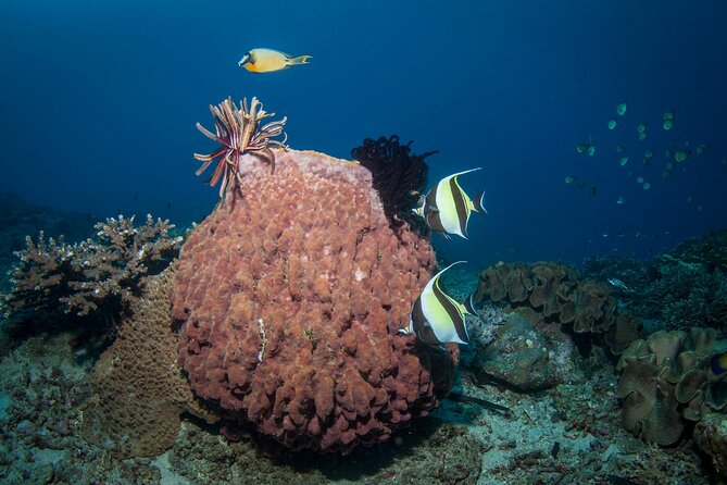 Full-Day Discover Scuba Diving Tour for Beginners in Tulamben - Cancellation Policy