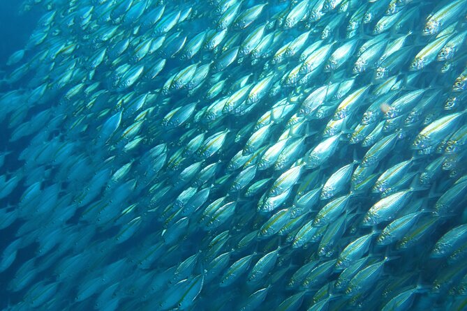 Full Day Diving Activity in Thailand With Lunch - Health and Safety Considerations