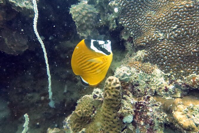 Full Day Diving Activity in Thailand With Lunch - Booking and Cancellation Policy