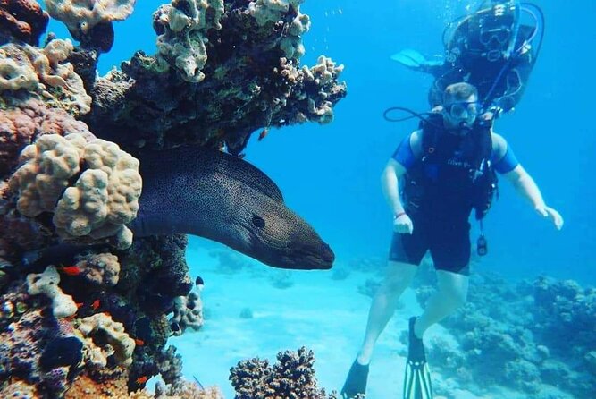 Full Day Diving for Beginners With Lunch in Hurghada - Pickup and Meeting Details