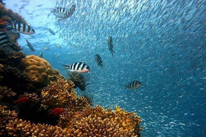 Full Day Diving for Beginners With Lunch in Hurghada - Inclusions and Additional Fees