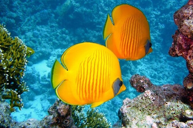 Full Day Diving for Beginners With Lunch in Hurghada - Cancellation Policy and Ratings