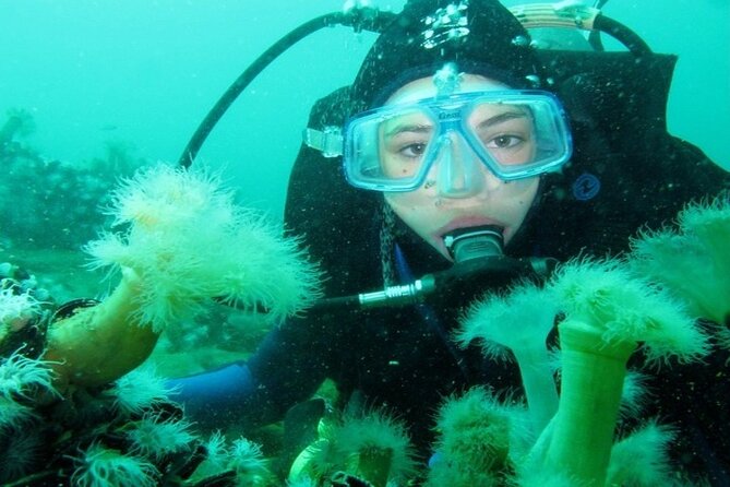 Full Day Diving for Beginners With Lunch in Hurghada - Feedback and Improvements
