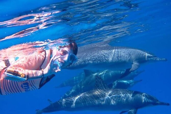 Full-day Dolphin House And Swim With Dolphin - Inclusions and Costs