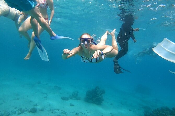 Full-day Dolphin House And Swim With Dolphin - Confirmation and Accessibility