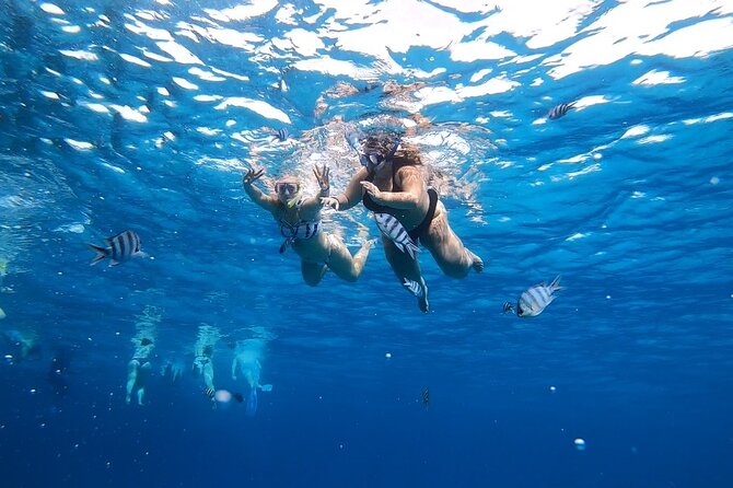 Full-day Dolphin House And Swim With Dolphin - Dolphin Sighting Guarantee