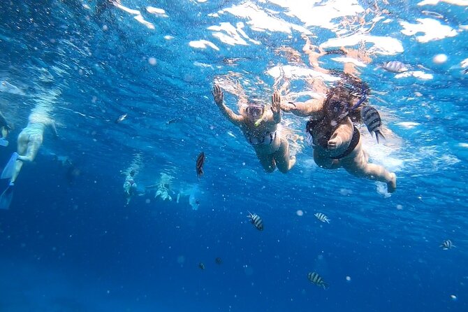 Full-day Dolphin House And Swim With Dolphin - Additional Information