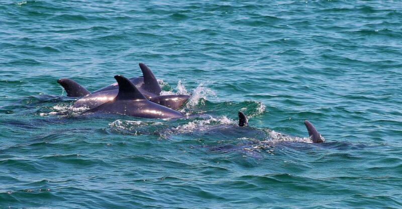 Full-Day Dolphin Watching Tour From Lisbon - Pricing and Cancellation