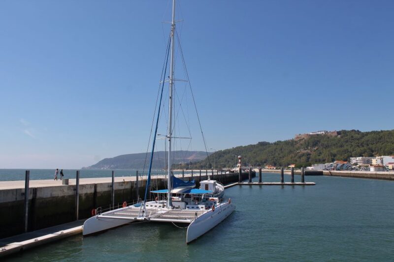 Full-Day Dolphin Watching Tour From Lisbon - Highlights and Experiences