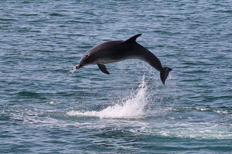 Full-Day Dolphin Watching Tour From Lisbon - Transportation and Accessibility