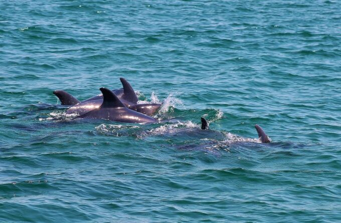 Full-Day Dolphin Watching Tour From Lisbon - Recommended Attire