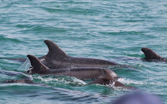 Full-Day Dolphin Watching Tour From Lisbon - Group Size and Discounts