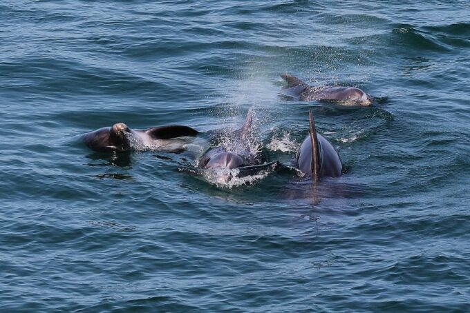 Full-Day Dolphin Watching Tour From Lisbon - Frequently Asked Questions