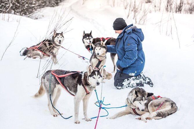 Full Day Drive Your Own Dog Team Dog Sledding Tour - Meeting Point and Pickup