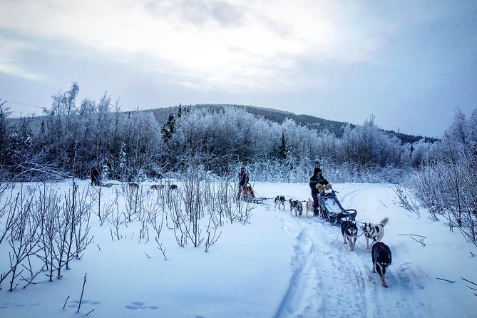 Full Day Drive Your Own Dog Team Dog Sledding Tour - Health and Safety Considerations