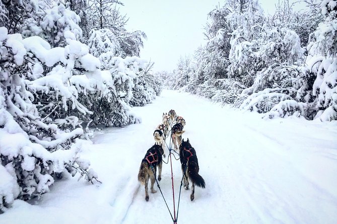 Full Day Drive Your Own Dog Team Dog Sledding Tour - Customer Feedback and Reviews