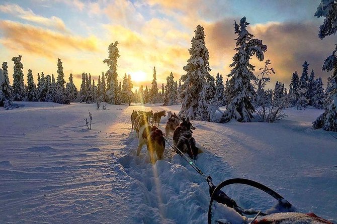 Full Day Drive Your Own Dog Team Dog Sledding Tour - Dog Sledding Experience