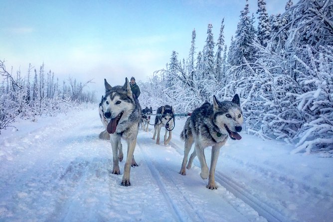 Full Day Drive Your Own Dog Team Dog Sledding Tour - Additional Offerings