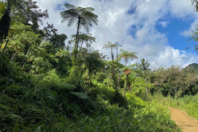 Full-Day El Yunque Rainforest and Old San Juan Tour From Luquillo - Meeting and Pickup Details