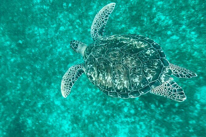 Full day EN Catamaran Martinique Dolphins and Turtles - The Itinerary in Detail