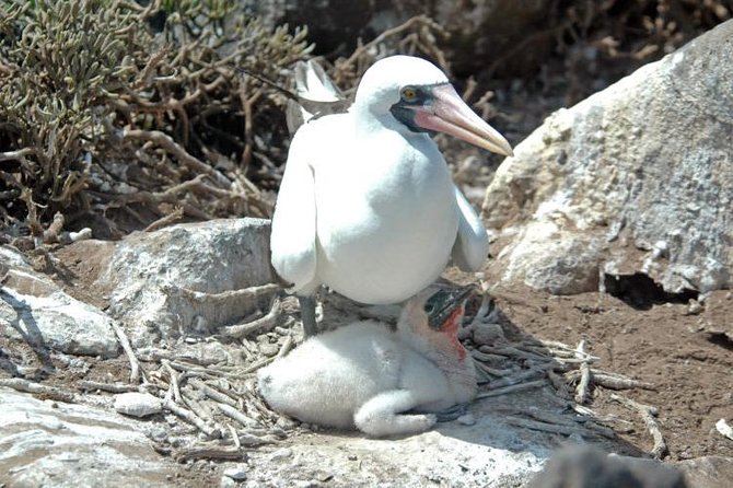 Full Day Española Island - Inclusions and Exclusions
