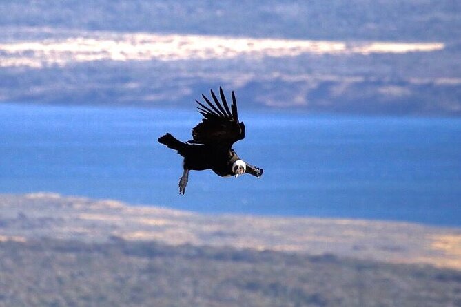 Full-day Estancia Visit and Condor Watching - Inclusions