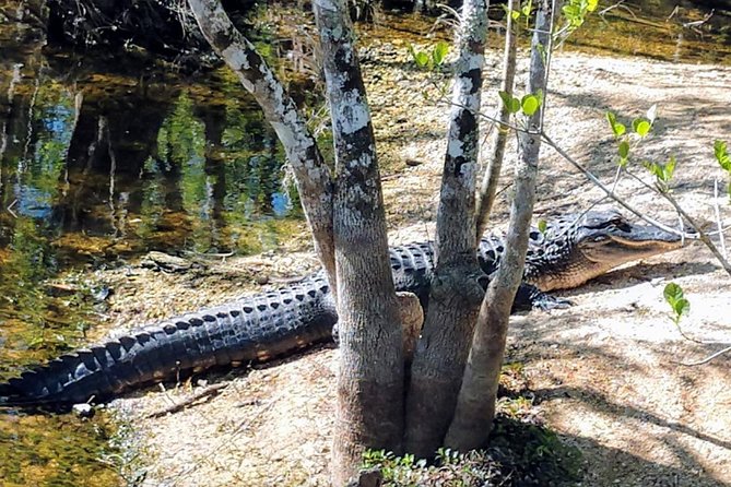 Full Day Everglades: Biologist Led WET Walk + 2 Boat Trips + Lunch Small Group - Reviews