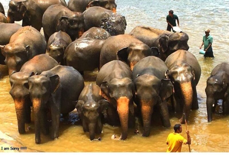 Full Day Excursion to Kandy & Pinnawala From Colombo/Negombo - Elephant Orphanage Activities