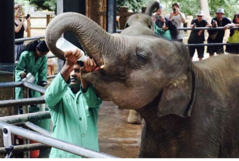 Full Day Excursion to Kandy & Pinnawala From Colombo/Negombo - Frequently Asked Questions