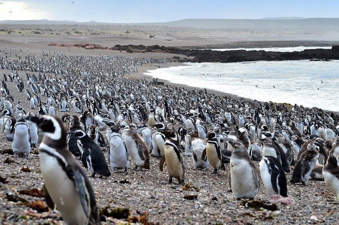 Full Day Excursion to Pedral, Guided Visit to the Penguin Colony and Countryside Day With Lunch - Tour Overview