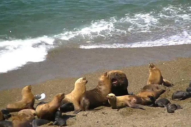 Full Day Excursion to Pedral, Guided Visit to the Penguin Colony and Countryside Day With Lunch - Penguin Colony Visit